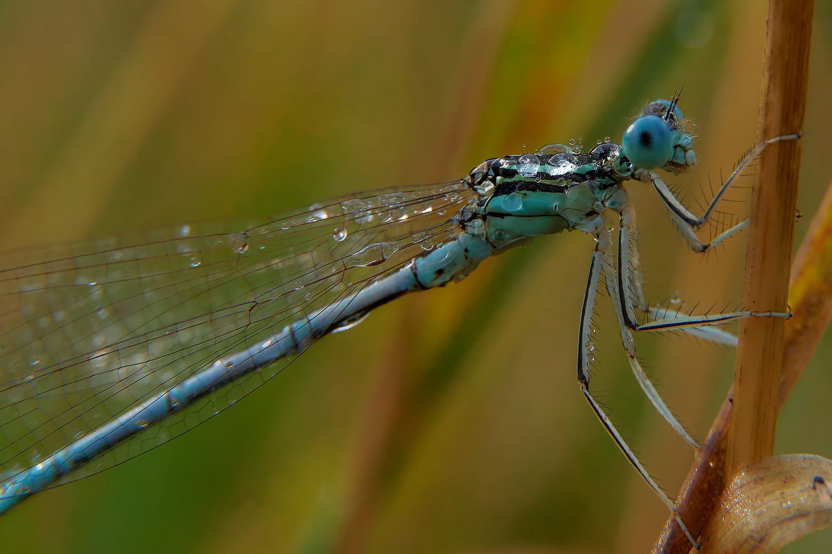 frisch geduscht - blaue Federlibelle