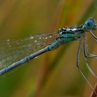 frisch geduscht - blaue Federlibelle