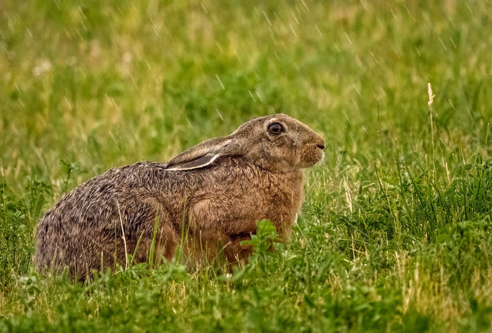 "FRISCH GEDUSCHT" (ISO 6400)