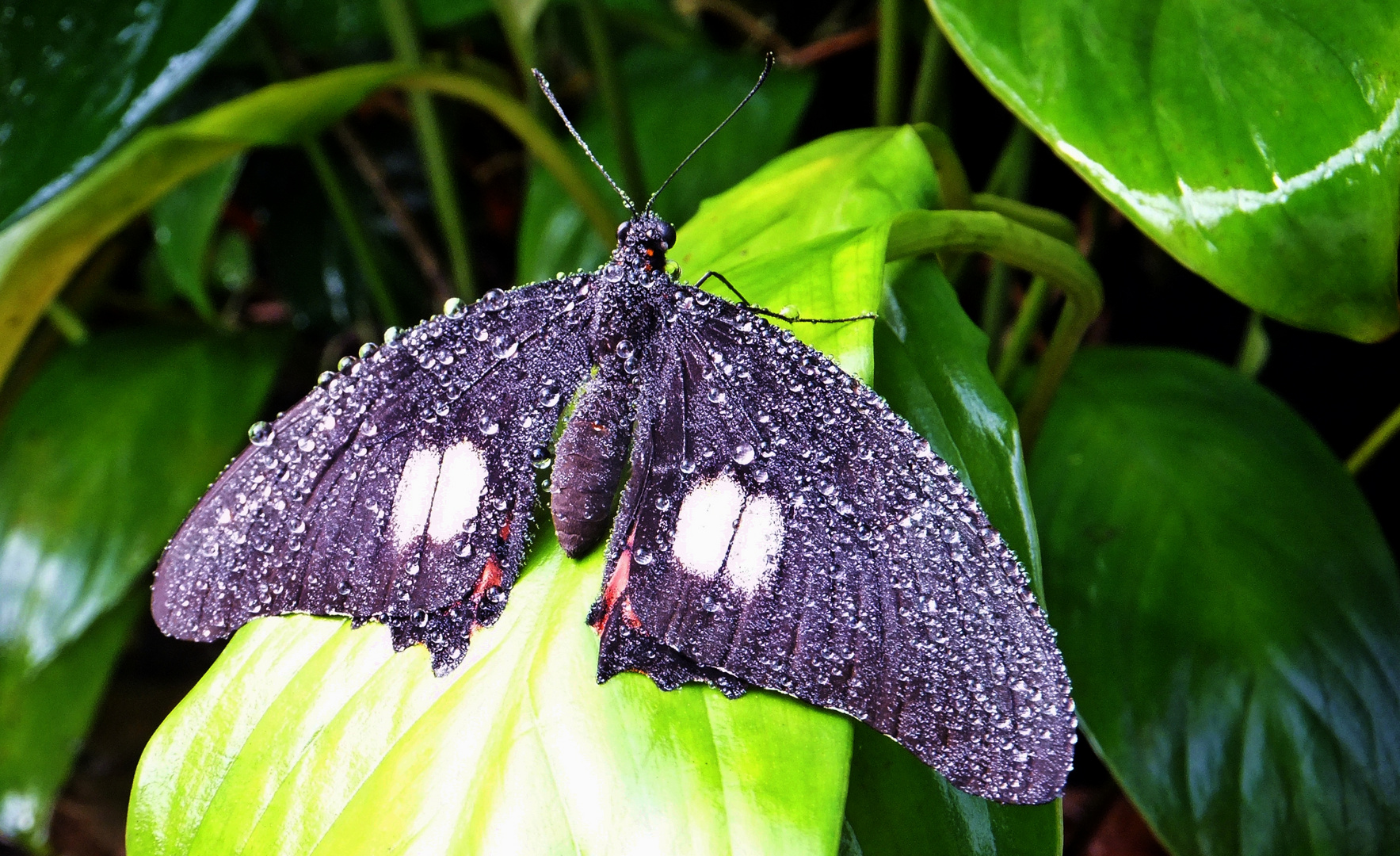 "Frisch geduscht" - Tropischer Schmetterling nach Regen