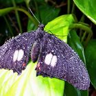 "Frisch geduscht" - Tropischer Schmetterling nach Regen