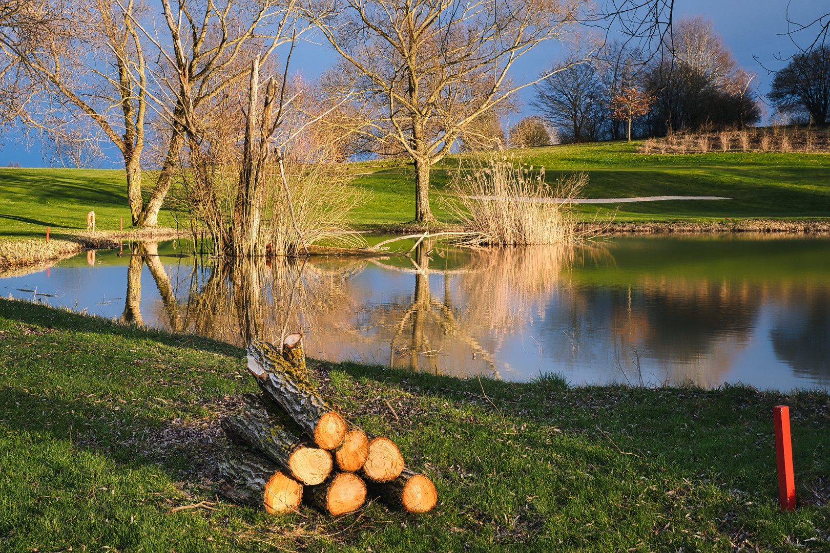 Frisch gefällt am Weiher