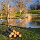 Frisch gefällt am Weiher