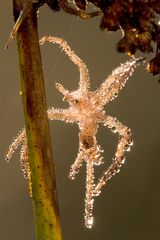 Frisch gehäutet · Gerandete Jagdspinne