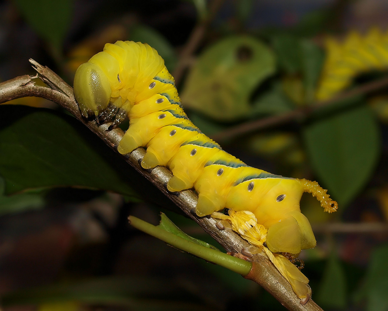 Frisch gehäutete Acharontia atropos Raupe....