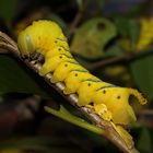 Frisch gehäutete Acharontia atropos Raupe....