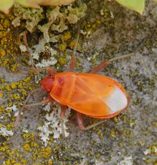 Frisch gehäutete Feuerwanzen (Pyrrhocoris apterus)