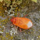 Frisch gehäutete Feuerwanzen (Pyrrhocoris apterus)