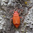 Frisch gehäutete Feuerwanzen (Pyrrhocoris apterus)