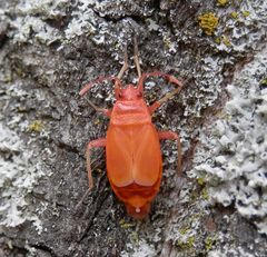 Frisch gehäutete Feuerwanzen (Pyrrhocoris apterus)