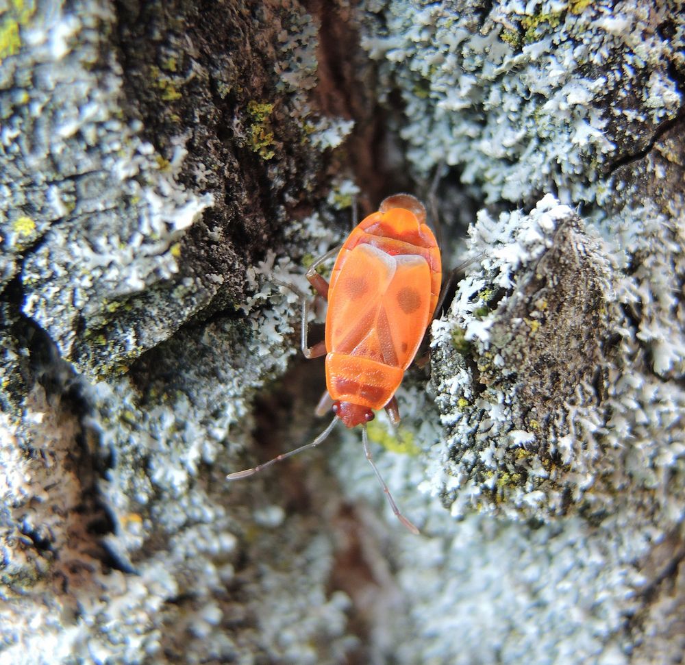Frisch gehäutete Feuerwanzen (Pyrrhocoris apterus)
