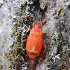 Frisch gehäutete Feuerwanzen (Pyrrhocoris apterus)