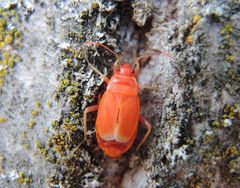 Frisch gehäutete Feuerwanzen (Pyrrhocoris apterus)