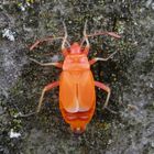 Frisch gehäutete Feuerwanzen (Pyrrhocoris apterus)