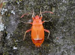 Frisch gehäutete Feuerwanzen (Pyrrhocoris apterus)