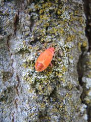 Frisch gehäutete Gemeine Feuerwanze (Pyrrhocoris apterus)