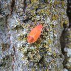 Frisch gehäutete Gemeine Feuerwanze (Pyrrhocoris apterus)