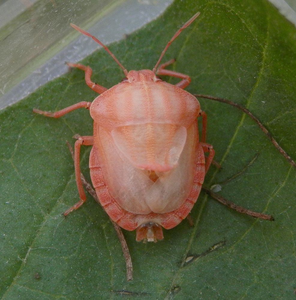 Frisch gehäutete Streifenwanze (Graphosoma italicum)