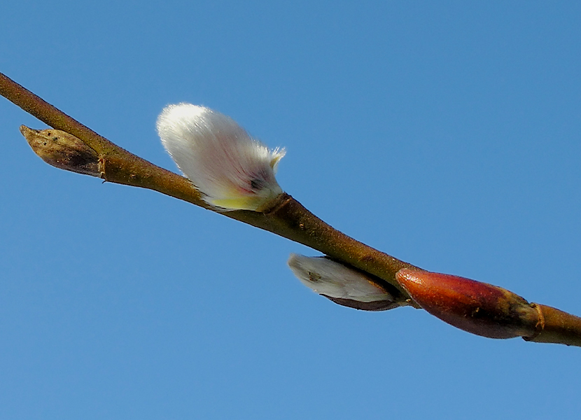 Frisch gekämmt dem Frühling entgegen.