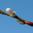 Frisch gekämmt dem Frühling entgegen.