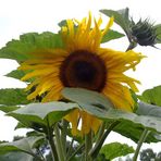 Frisch geknipste Sonnenblume