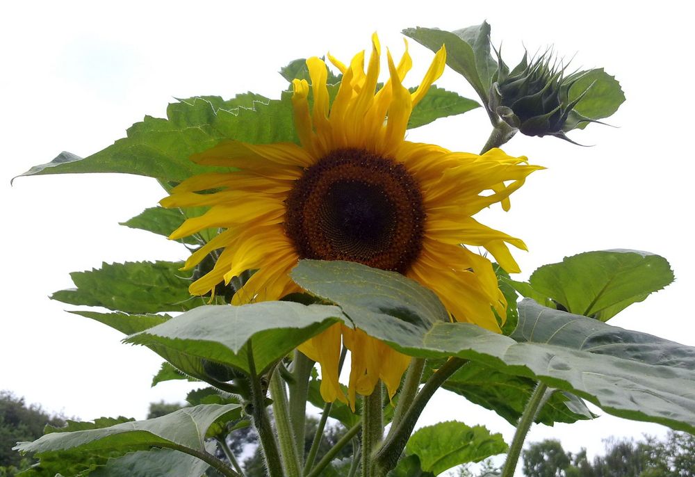 Frisch geknipste Sonnenblume