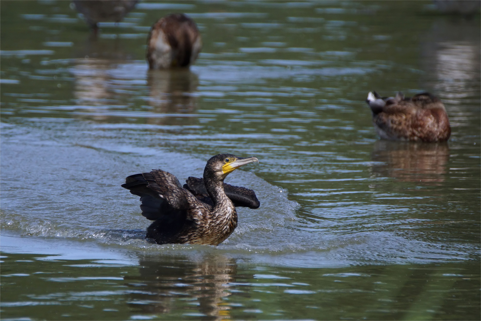 Frisch gelandet...ein Kormoran