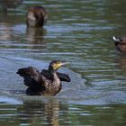 Frisch gelandet...ein Kormoran