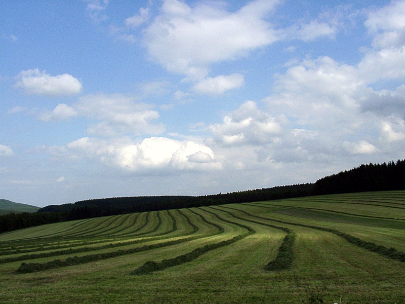 Frisch gemäht