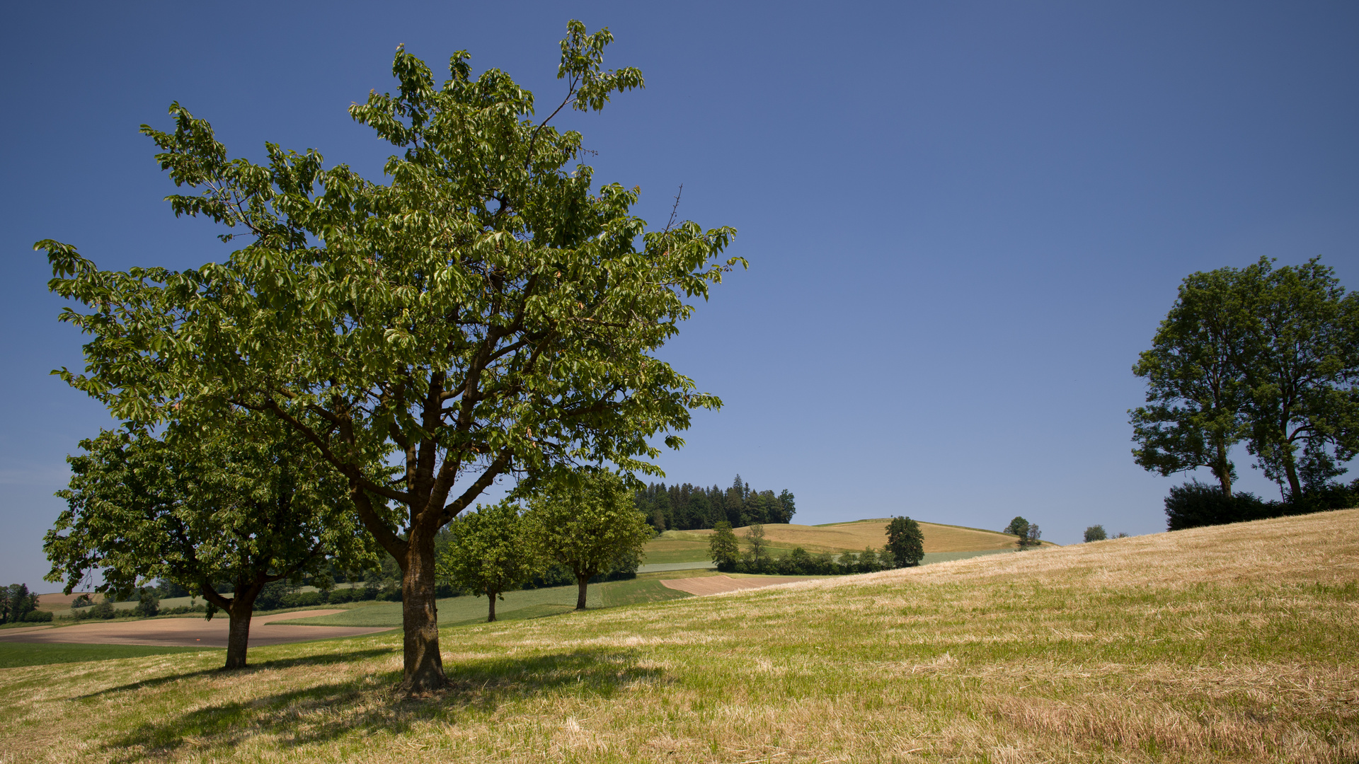 Frisch gemäht