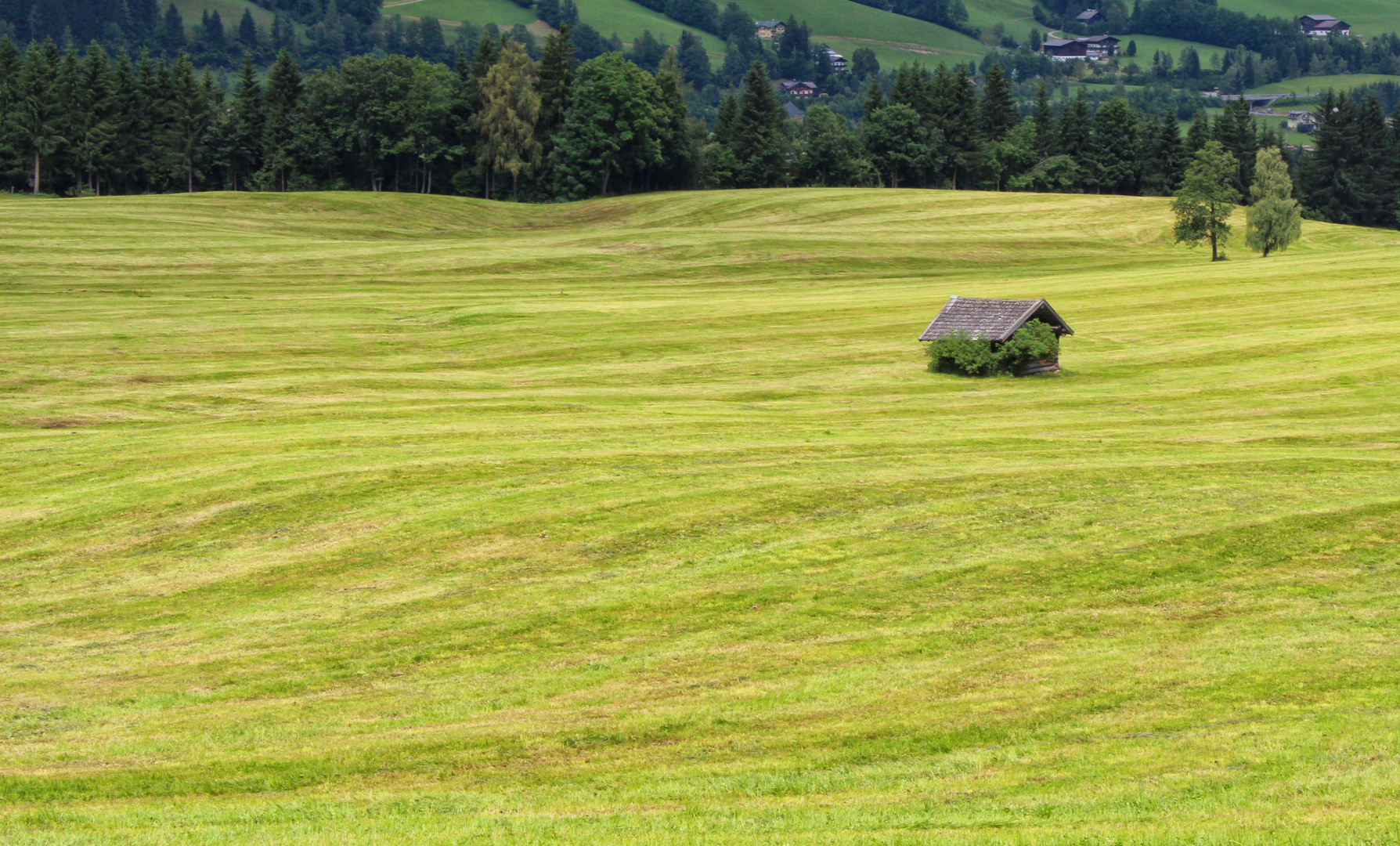 Frisch gemäht I