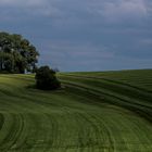 Frisch gemäht im Allgäu