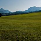 Frisch gemähte Alpenwiese