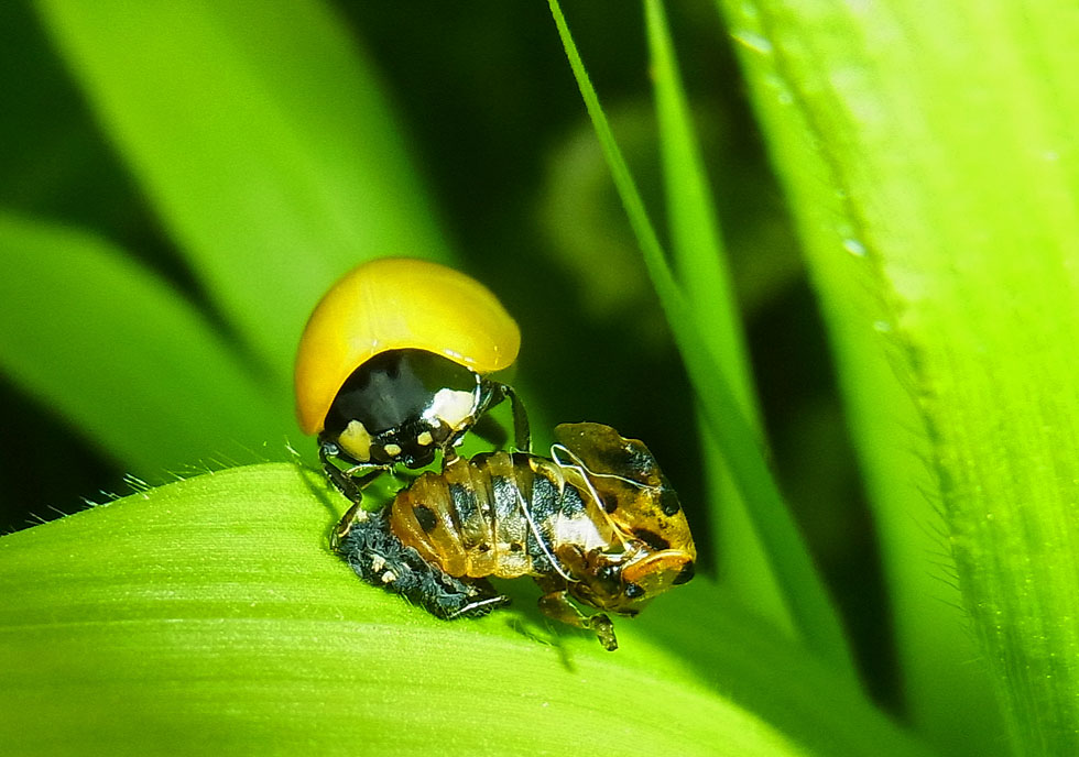 Frisch geschlüpft