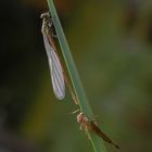 Frisch geschlüpft am 29.4. Frühe Adonislibelle mit ihrer Exuvie