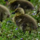 Frisch geschlüpft! recién nacido! freshly hatched