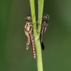 Frisch geschlüpfte Adonislibelle