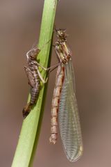 frisch geschlüpfte adonislibelle w.