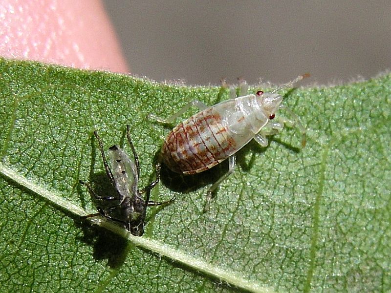 Frisch geschlüpfte Arocatus-Larve