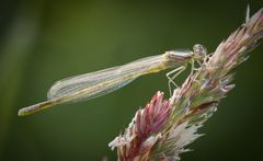 frisch geschlüpfte azurjungfer