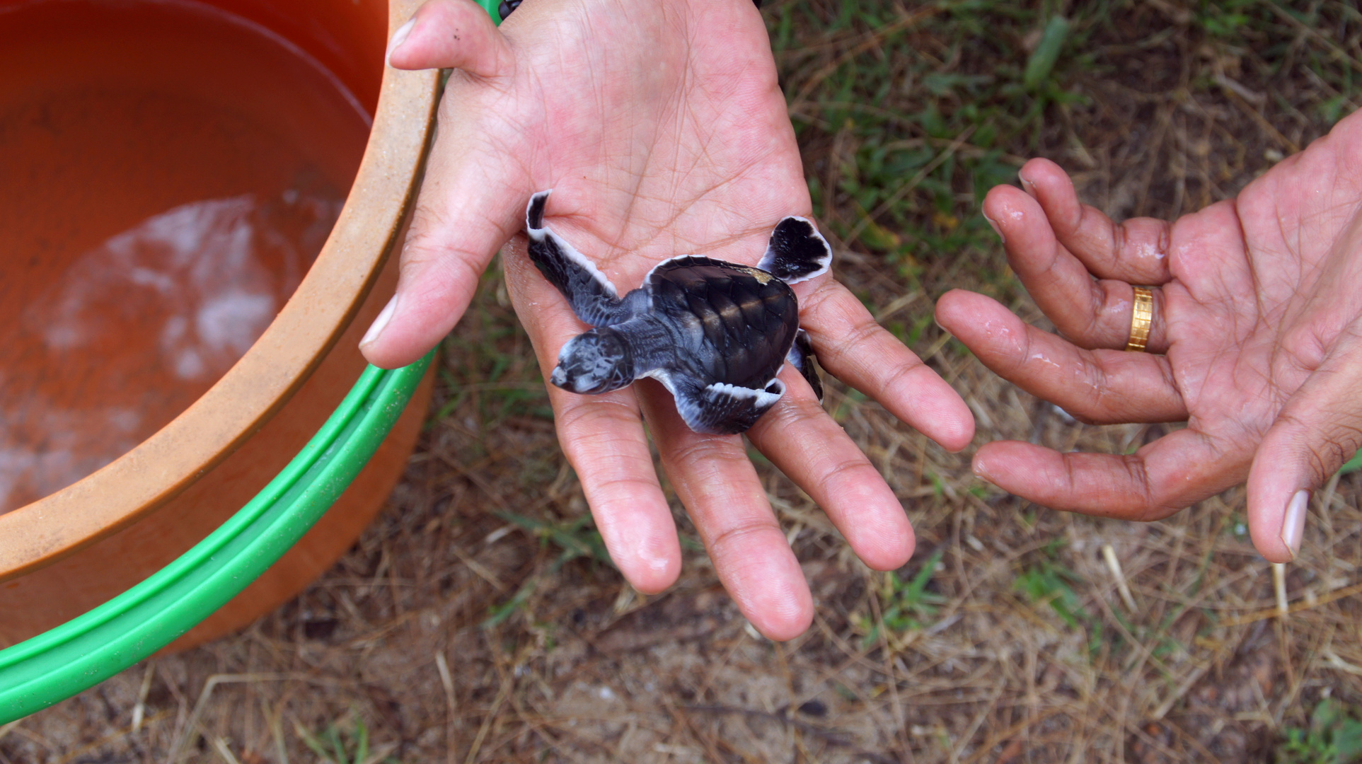 Frisch geschlüpfte Babyschildkröte in Borneo