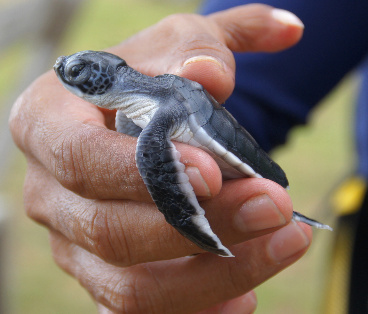 Frisch geschlüpfte Babyschildkröte in Borneo