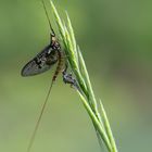 frisch geschlüpfte Eintagsfliege