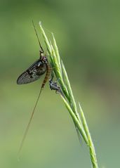 frisch geschlüpfte Eintagsfliege