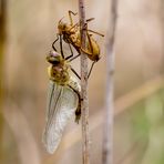 Frisch geschlüpfte Falkenlibelle