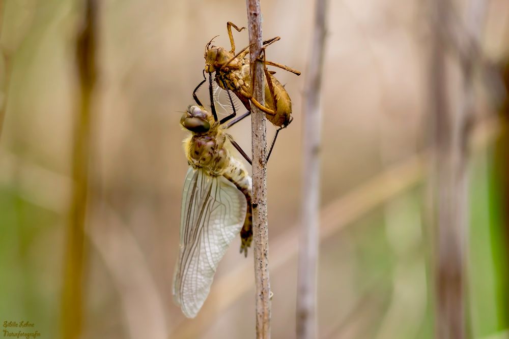 Frisch geschlüpfte Falkenlibelle