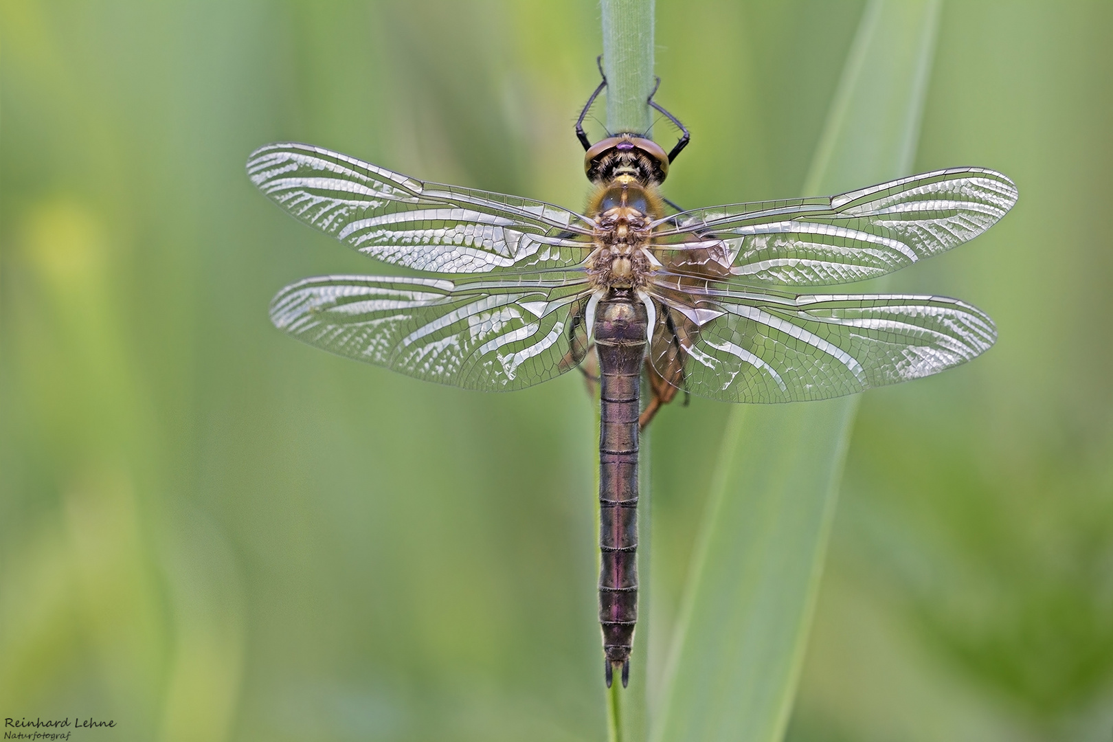 Frisch geschlüpfte Falkenlibelle 