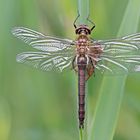 Frisch geschlüpfte Falkenlibelle 