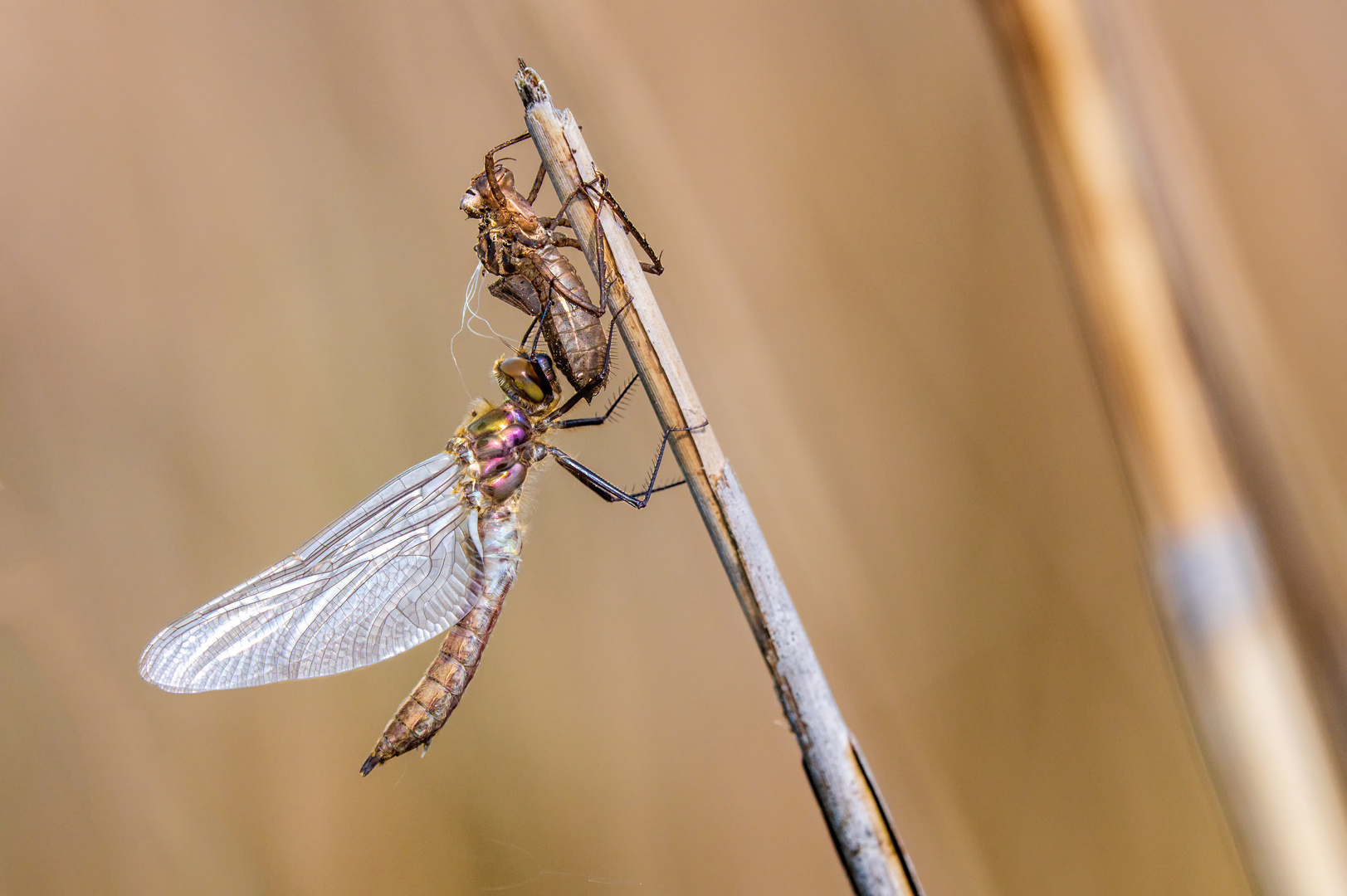 frisch geschlüpfte Falkenlibelle