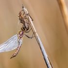 frisch geschlüpfte Falkenlibelle